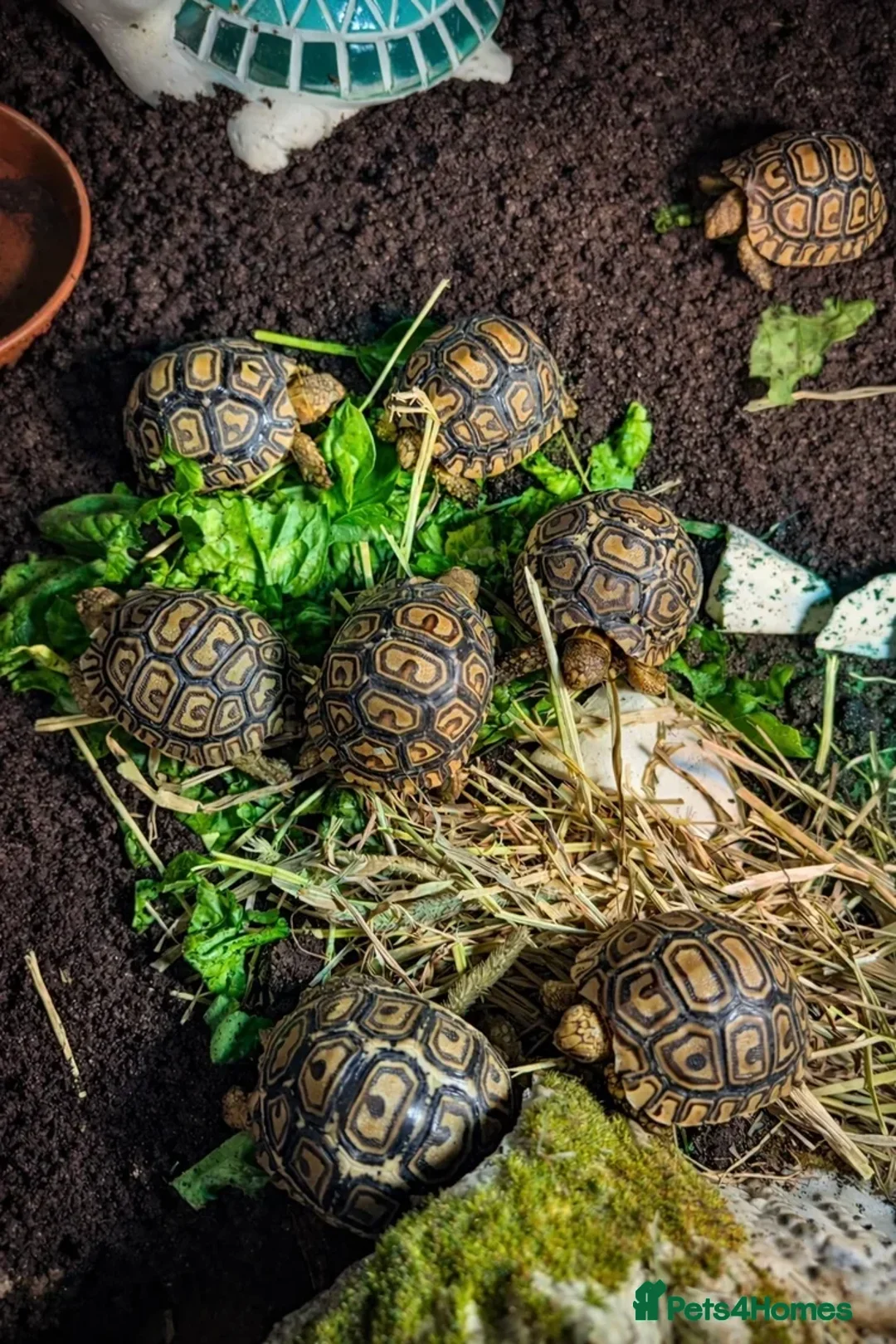 Tortoise reptiles for sale: Baby Leopard Tortoises  - Advert 1