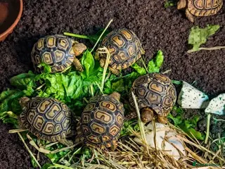 Tortoise reptiles Baby Leopard Tortoises - Advert 1