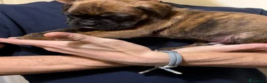 Boxer 6