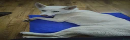 Siberian Husky dogs for sale: Kiki!!! White 18 month old husky - Advert 3