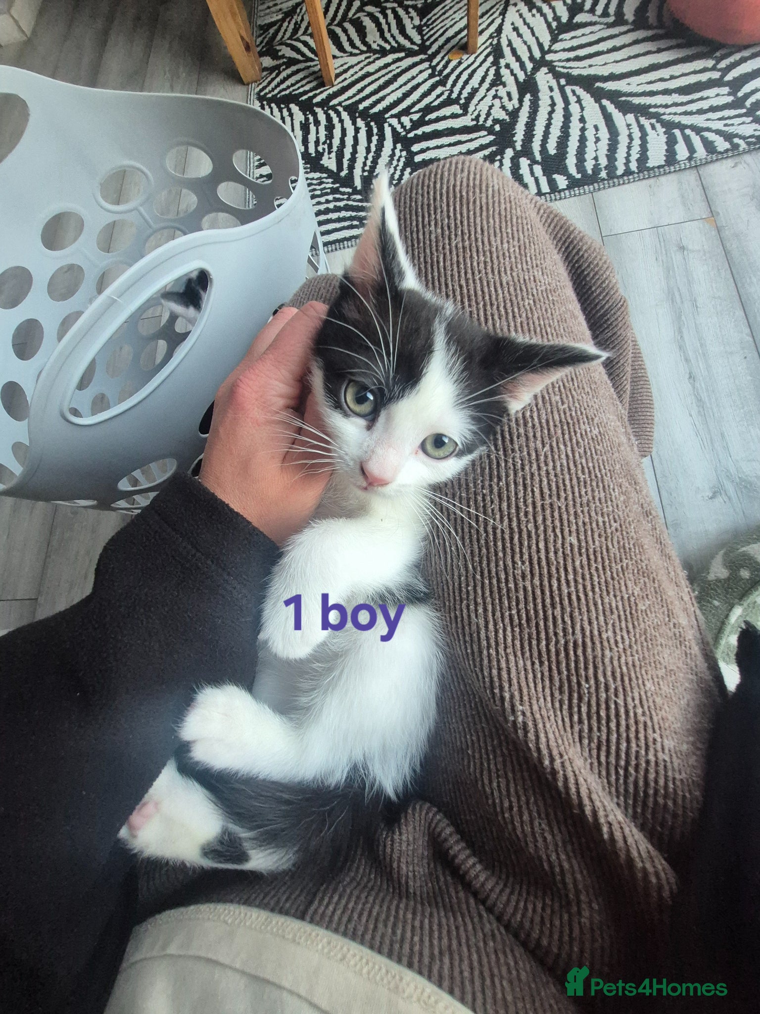 Mixed Breed cats Sweet kittens are looking for a new home - Advert 14