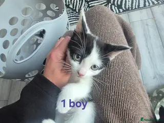 Mixed Breed cats Sweet kittens are looking for a new home - Advert 14