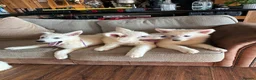 White Swiss Shepherd dogs for sale: Gorgeous white swiss shepherd puppies  - Advert 22