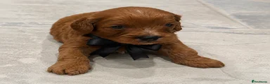 Cavapoo 4