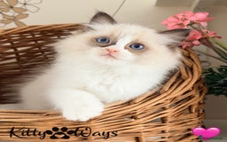 Ragdoll cats for sale: 🐾🩷*TICA REG* LYNX TABBY EU RAGDOLL KITTENS🩵🐾 - Image 18