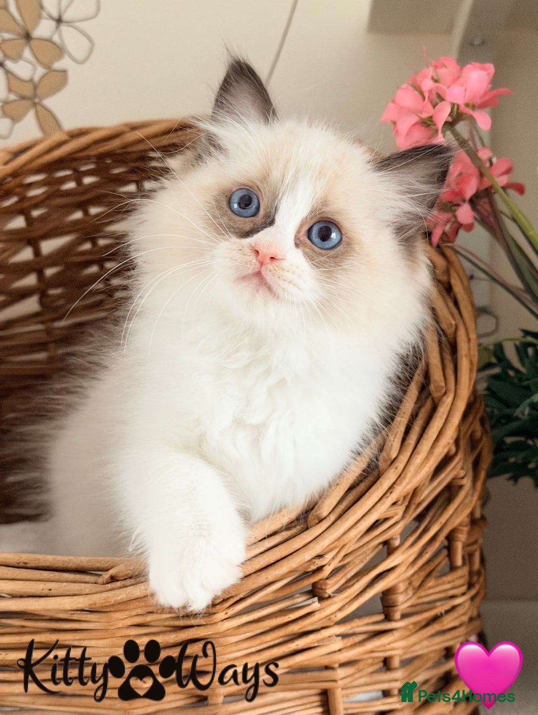 Ragdoll cats for sale: 🐾🩷*TICA REG* LYNX TABBY EU RAGDOLL KITTENS🩵🐾 - Image 18