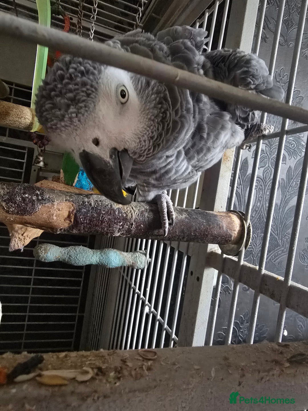 Parrots birds for sale: African grey  - Image 3