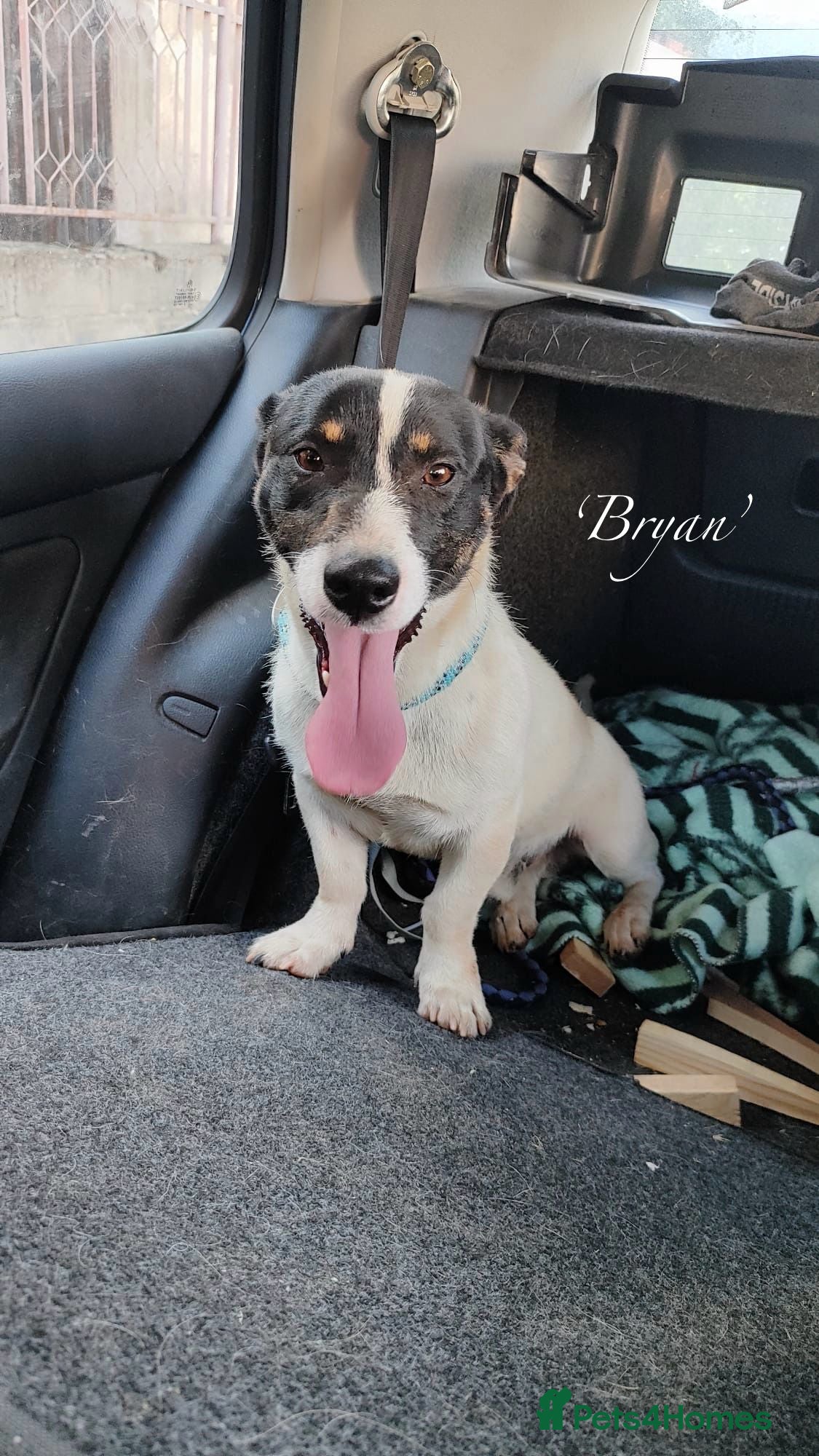 Mixed Breed dogs Bryan, 1 yr approx. Available for adoption. - Advert 1