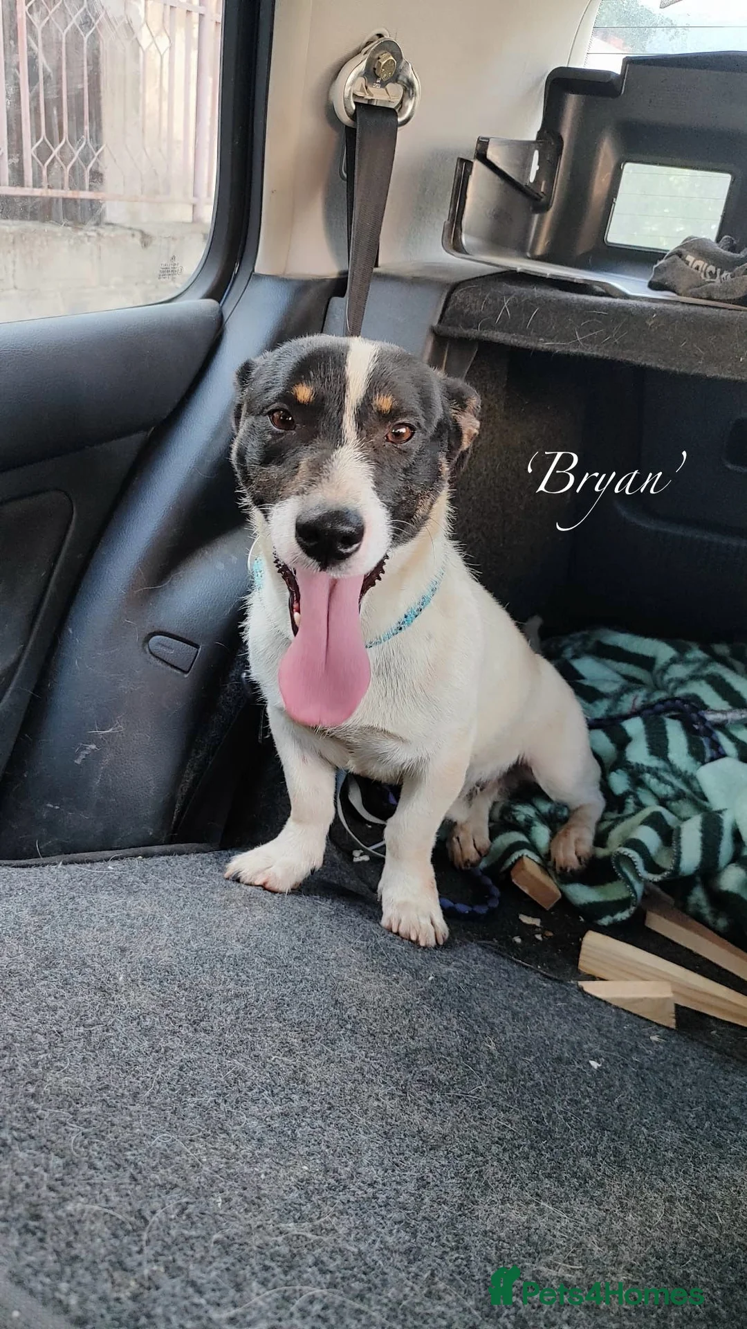 Mixed Breed dogs for adoption: Bryan, 1 yr approx. Available for adoption. in Brixham - Advert 1
