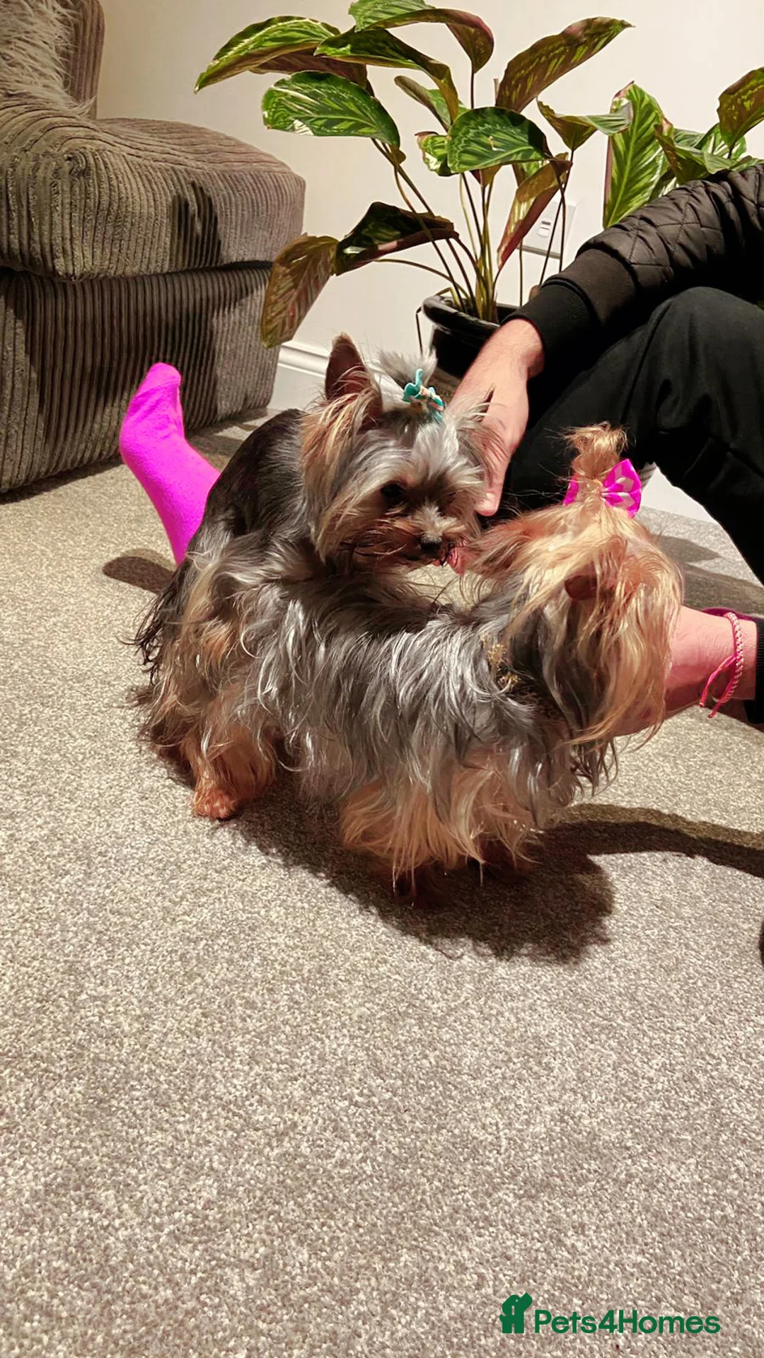 Yorkshire Terrier dogs for stud:  900grams !! The smallest cutest boy in Uk  in Bedford - Advert 20