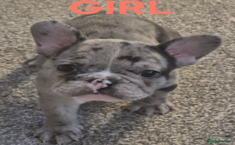 French Bulldog dogs - Advert 2