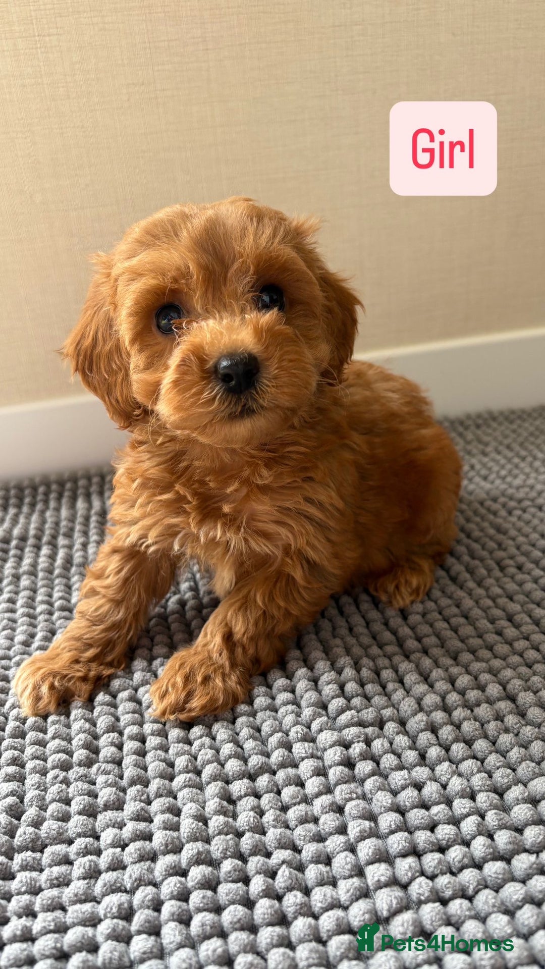 Cockapoo dogs for sale: 6 stunning cockapoo puppies  - Image 20