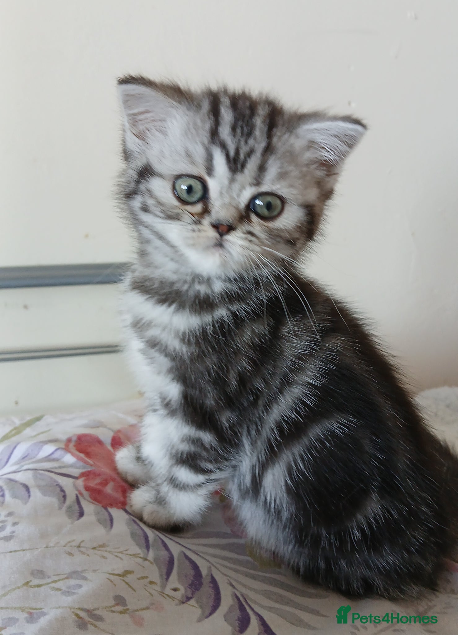 British Shorthair cats Bsh. Tabby kitten girl. - Advert 18