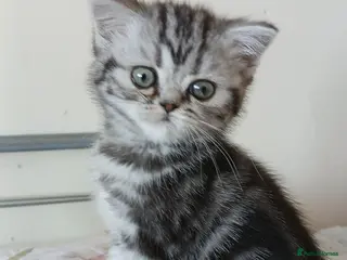 British Shorthair cats Bsh. Tabby kitten girl. - Advert 18