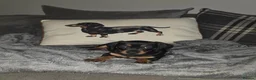 Dachshund dogs for sale: 2 mini daschund left ready to leave 4/9/26 in Bacup - Advert 6