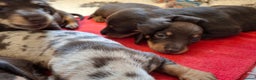 Miniature Dachshund dogs for sale: 🐾❤️ KC Reg Smooth Haired Miniature Dachschund  - Advert 5
