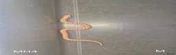 Snake reptiles for sale: Baby Hognoses in Wokingham - Advert 5