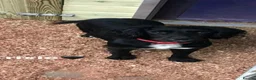 Cockapoo dogs for sale: F1 Cockapoo Puppies  - Advert 1