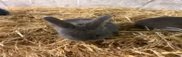 Mini Lop rabbits for sale: Mini lop - Advert 2