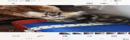 Maine Coon cats for sale: Ginger /silver / white  female  - Advert 3