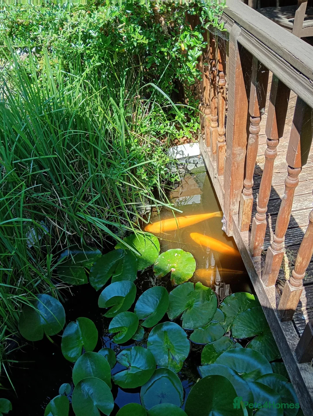 Pond Fish fish for sale: Large Pond Fish in Hayes - Advert 7