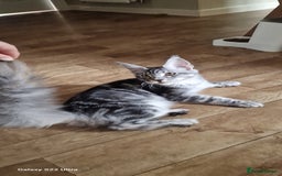 Maine Coon cats for sale: Pure Maine coon👑 - Image 3