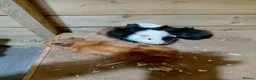 Guinea Pig rodents for sale: Baby guinea-pigs  - Advert 5