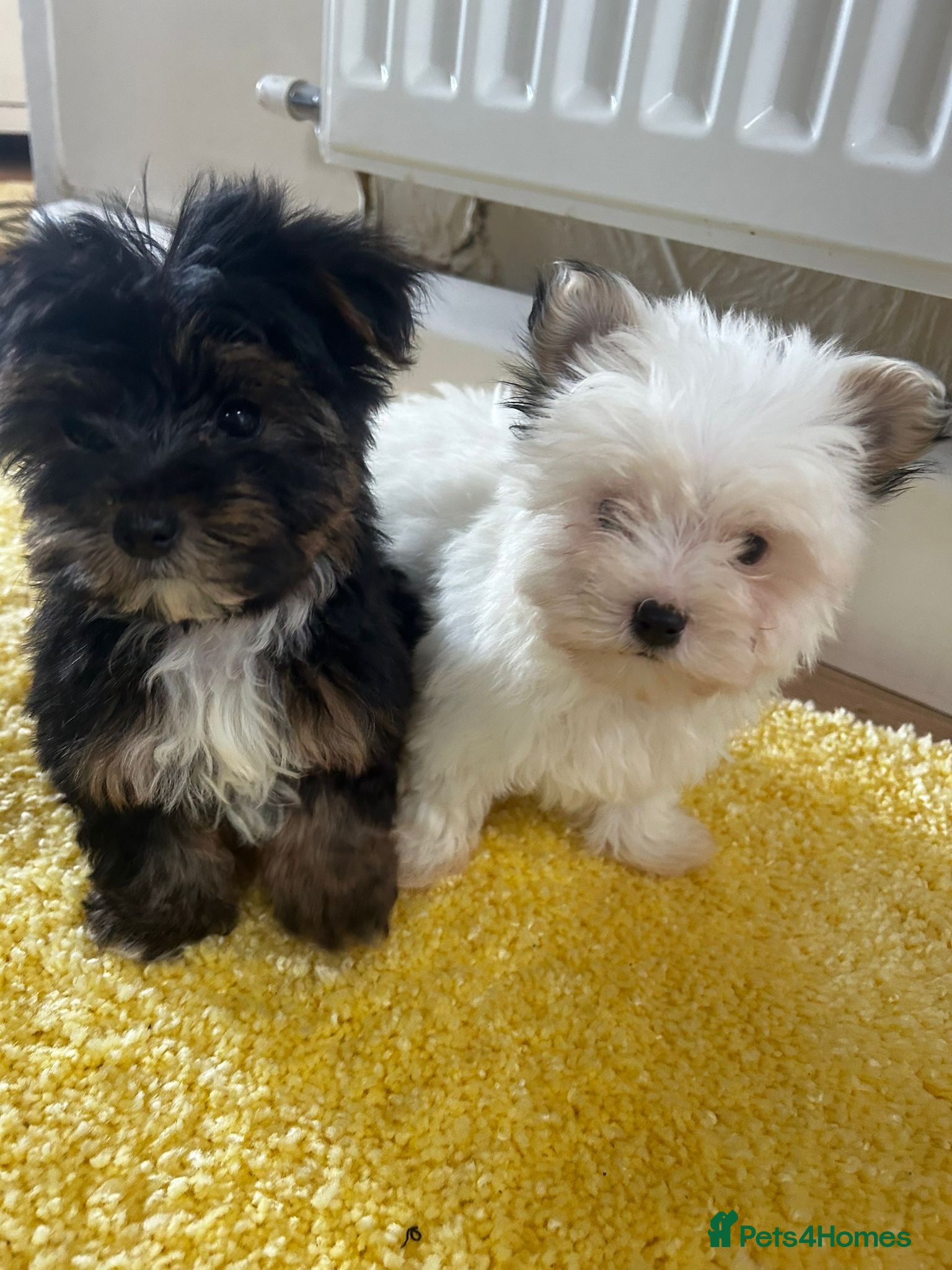 Yorkshire Terrier dogs Yorkshire pups for sale  - Advert 13