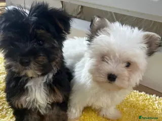 Yorkshire Terrier dogs Yorkshire pups for sale - Advert 13