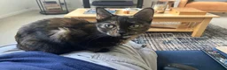 Mixed Breed cats for sale: Beautiful tortoiseshell cat - Advert 3