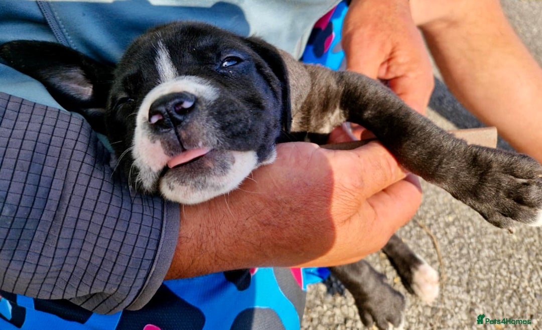 Mixed Breed dogs for sale: READY TO LEAVE NOW chunky mastiff puppies - Image 13