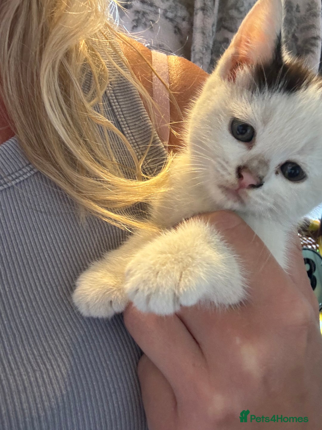 Mixed Breed cats for sale: Two beautiful fluffy girls kittens  - Image 12