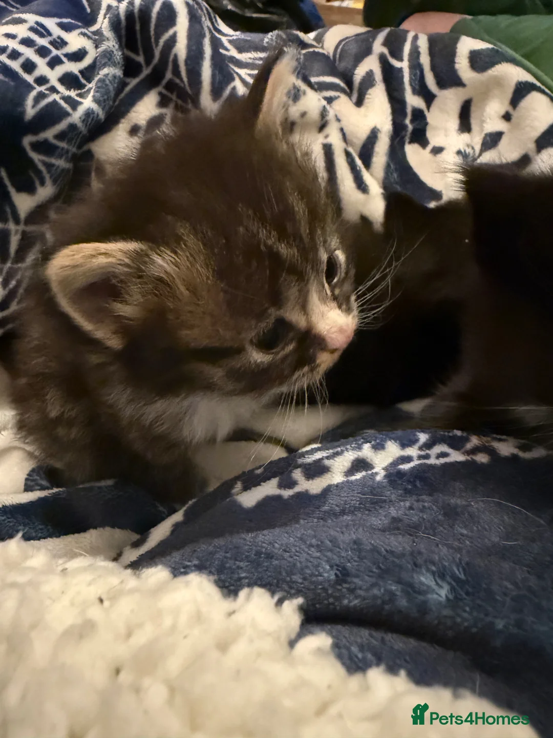 Mixed Breed cats for sale: 5 kittens for sale  - Advert 2