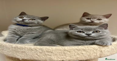 British Shorthair cats - Advert 13