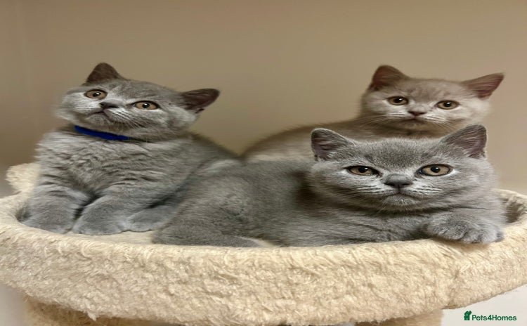 British Shorthair cats - Advert 2