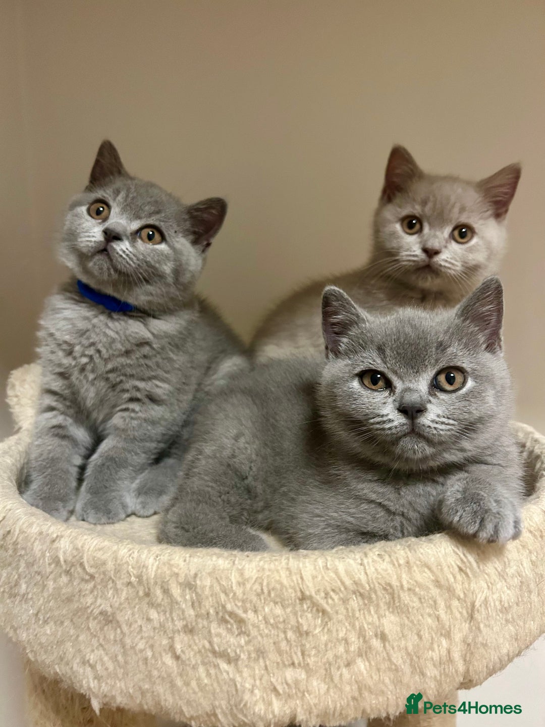 British Shorthair cats for sale: Charming GCCF British Shorthair Kittens 🐈‍⬛  - Image 2
