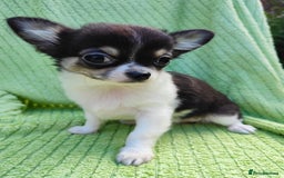 Chihuahua dogs for sale: Amazing Quality Long Coat Chihuahua puppies - Image 8