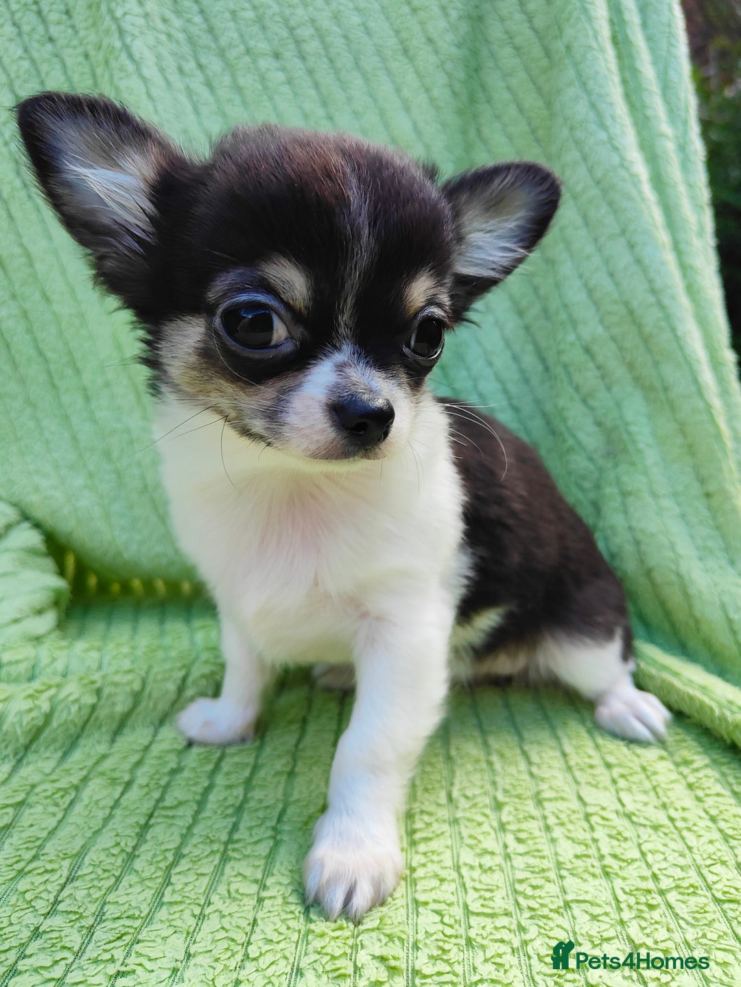 Chihuahua dogs for sale: Amazing Quality Long Coat Chihuahua puppies - Image 8
