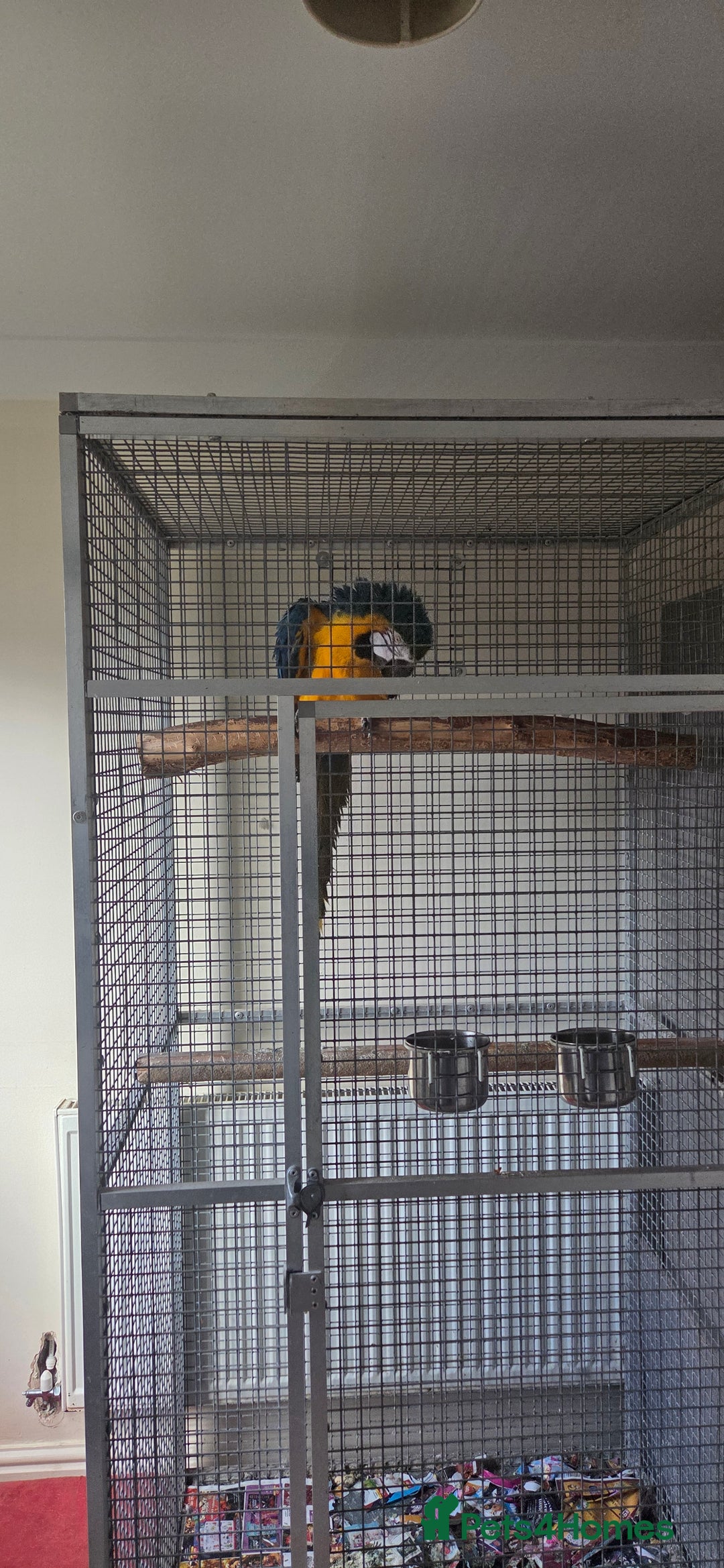 Macaws birds for sale: Blue and gold macaw - Advert 4