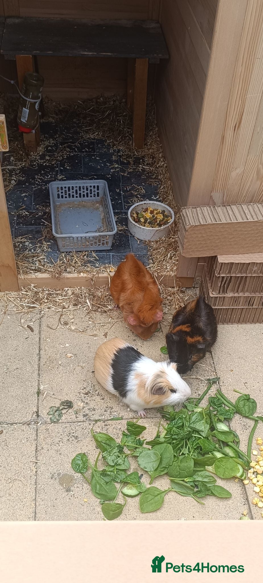 Guinea Pig rodents 3 male guinea pigs for rehoming - Advert 1
