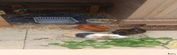 Guinea Pig rodents for sale: 3 male guinea pigs for rehoming in Darlington - Advert 1