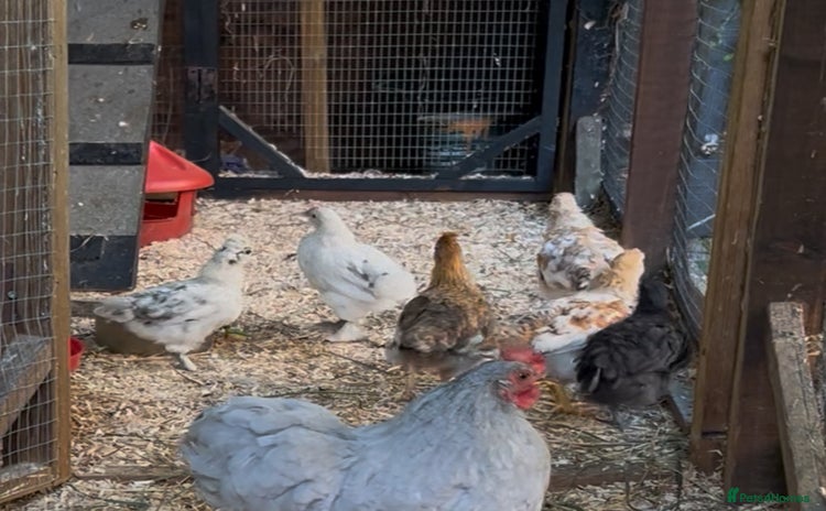 Chickens poultry - Advert 1