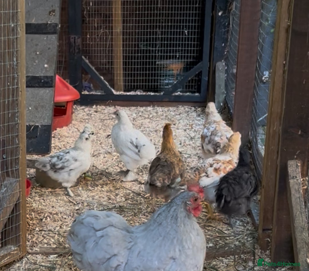 Chickens poultry for sale: Mixed Bantam chicks  - Image 1
