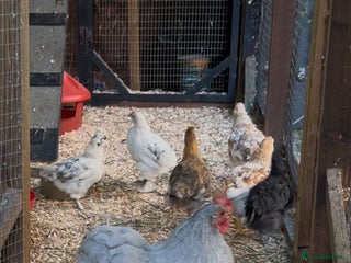 Chickens poultry - Advert 32