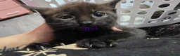 Mixed Breed cats for sale: Mixed kittens  - Advert 8