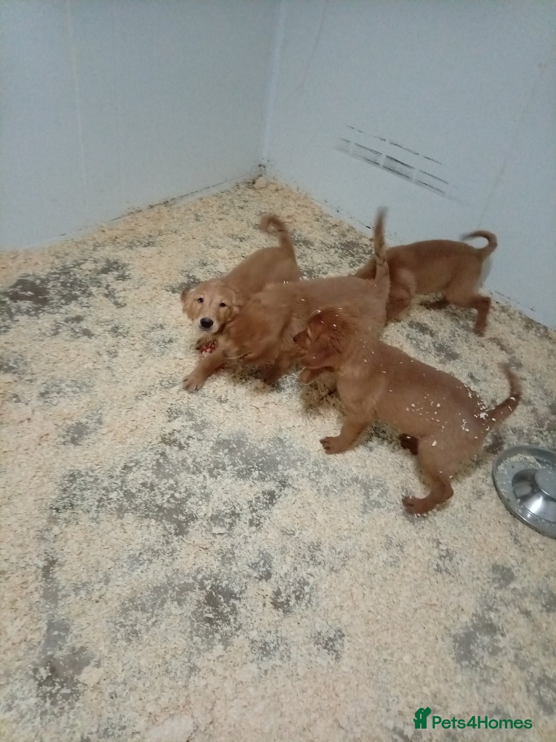 Golden Retriever dogs for sale: Kc registered golden retrievers from working lines - Advert 12