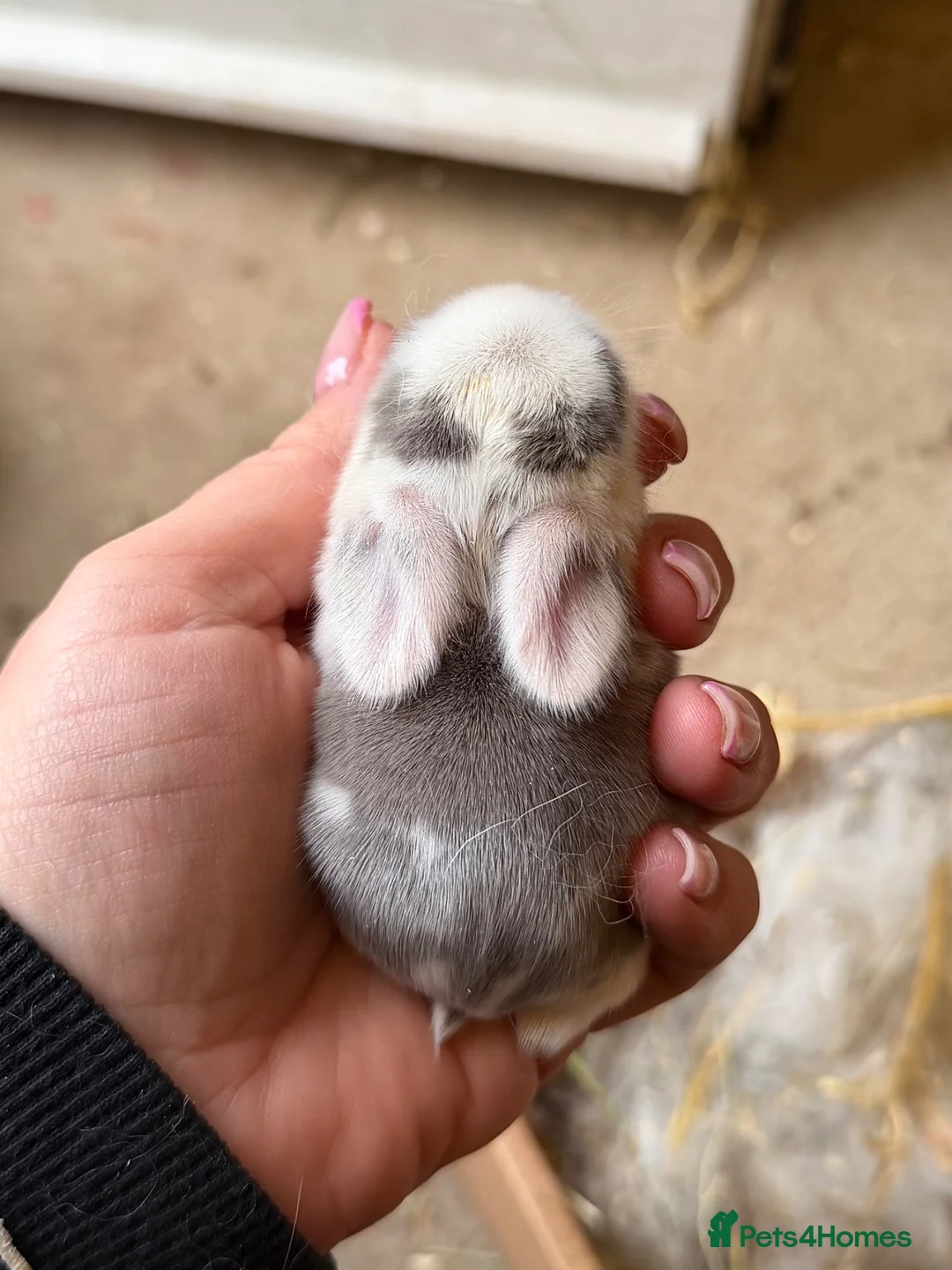 Mini Lop rabbits for sale: Baby Mini Lops - Advert 1