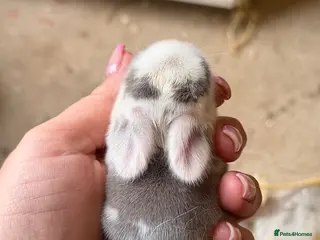 Mini Lop rabbits Baby Mini Lops - Advert 2