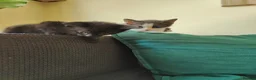 Domestic Shorthair cats for sale: Kittens looking for a new home  - Advert 7