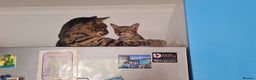 Savannah cats for sale: My Girl needs a new home - Advert 3